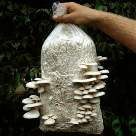 White Oyster Mushroom Mycelium Spores Seeds (Pleurotus cornucopiae)