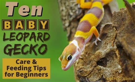 10 Baby Leopard Gecko Care & Feeding Tips for Beginners