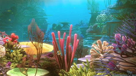 Coral Reef Wallpapers - Wallpaper Cave