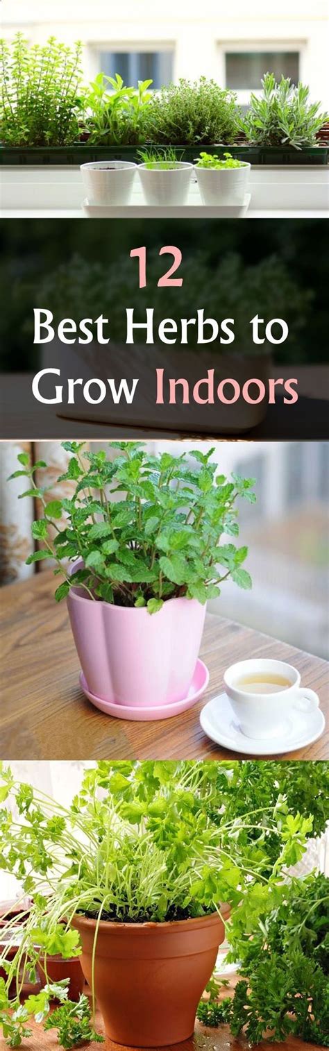 How To Grow Herbs Indoors: A Complete Guide - IHSANPEDIA