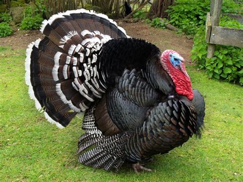 Bronze Turkey Tom | Animali, Uccellini, Uccelli