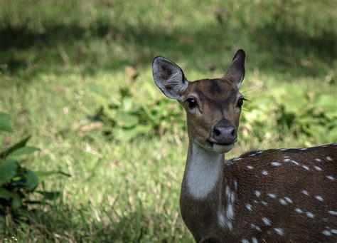 A Curious Chital Deer - PixaHive