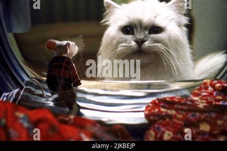 STUART LITTLE, cat, 1999. © Columbia Pictures / courtesy Everett Collection Stock Photo - Alamy