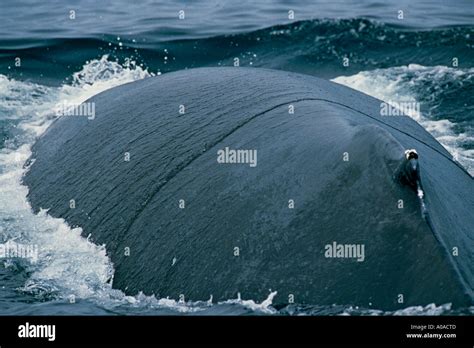 Breaching Blue Whale (Balaenoptera Musculus Stock Photo - Alamy