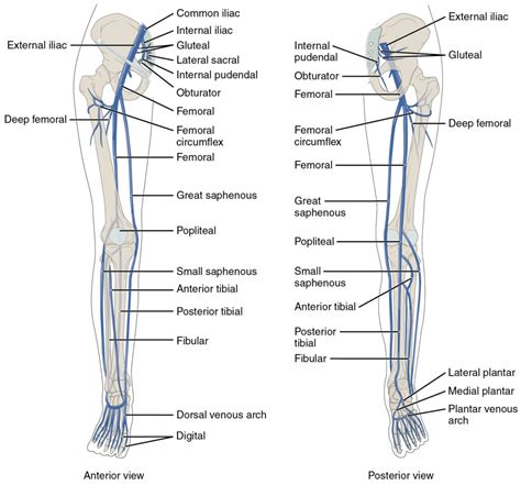 Veins: Types, Venous System & Clinical Significance » How To Relief