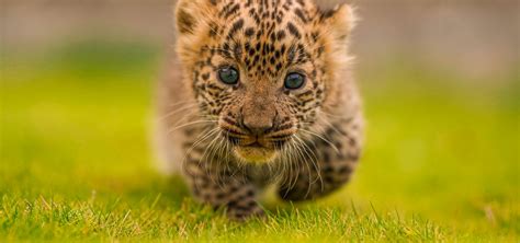 Two Leopard Cubs Happily Reunited With Their Mothers - Wildlife SOS