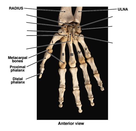 Carpal Bones - Anterior View Diagram | Quizlet