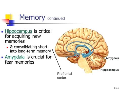 Parts Of Brain Involved In Memory - Human Anatomy