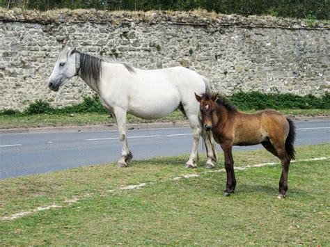 Where To See New Forest Ponies in Hampshire