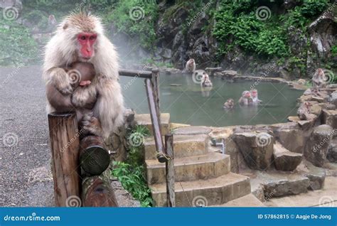 Jigokudani Snow Monkey Park Stock Image - Image of japan, onsen: 57862815