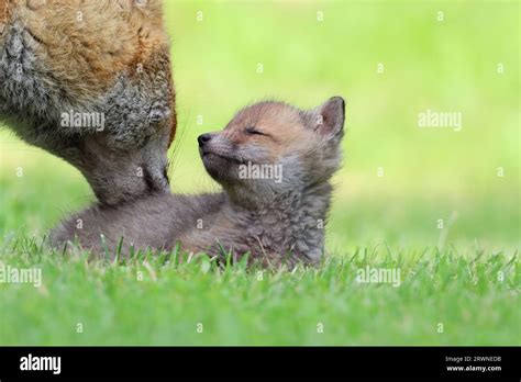 Red fox cubs Stock Photo - Alamy