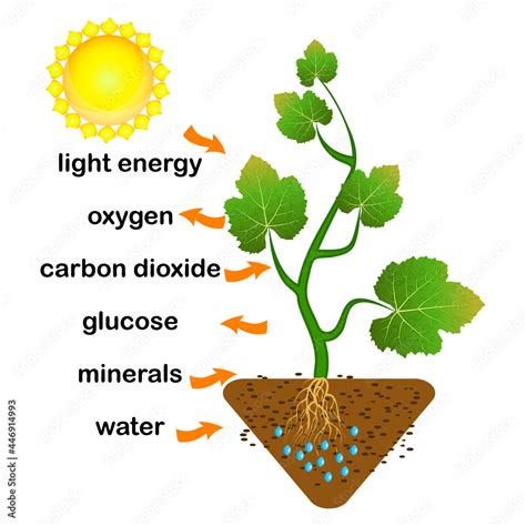 Photosynthesis diagram. Process of plant produce oxygen. Photosynthesis ...