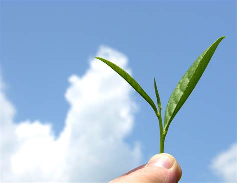 File:Organic mountain grown tea leaf.jpg - Wikimedia Commons
