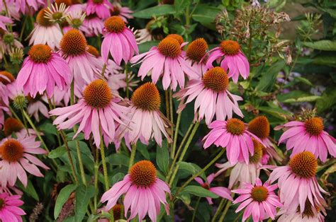 Echinacea – Purpurea – Kings Seeds Direct