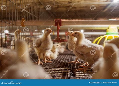 Baby Chicken in Poultry Farm Stock Image - Image of beak, heat: 85400353