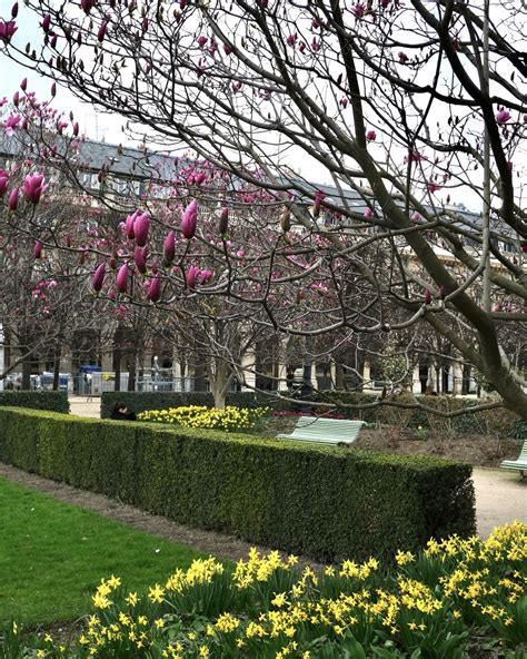 Paris in Bloom: Where to See Early Spring Flowers - Landen Kerr