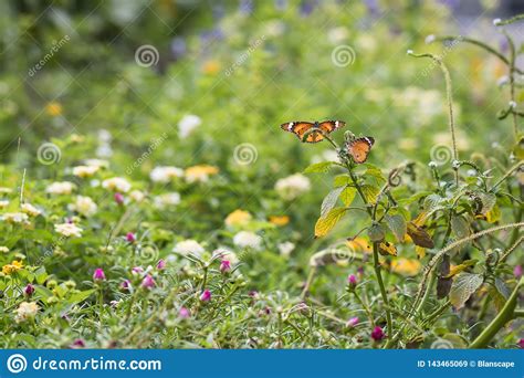 Orange Butterfly in Spring Garden Stock Image - Image of genutia, background: 143465069