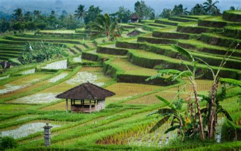 Jatiluwih UNESCO Heritages | Bali Sun Tours