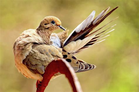 Female mourning dove preening Photograph by Geraldine Scull