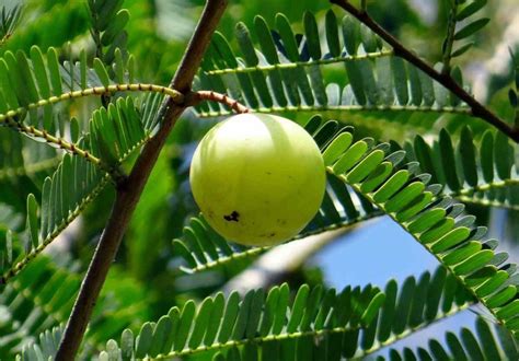 Growing Amla At Home - A Full Guide | Gardening Tips