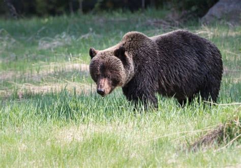 What Do Grizzly Bears Eat?( Diet & Facts)
