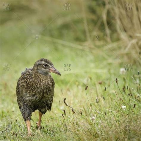 Weka bird in the Westland district of New Zealand stock photo - OFFSET