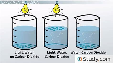 Photosynthesis Experiment