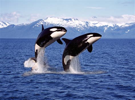 Killer Whale Facts | Orca Facts for Kids