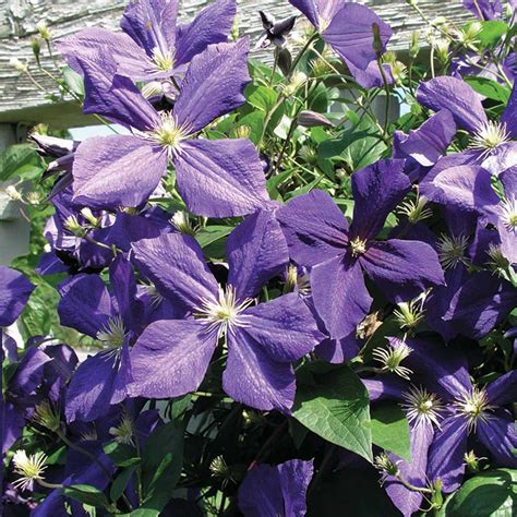 JACKMAN CLEMATIS VINE - Foothills Nurseries