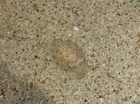 Colorful Cuttlefish and their Creative Camouflage - No Bones