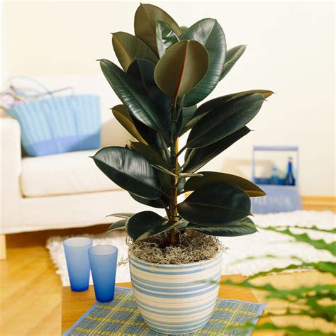 Rubber Tree Plants for Sale | BrighterBlooms.com