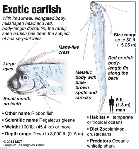 Pictured: Second GIANT fish in one week washes up from the depth of the ...