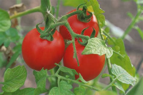 How to Grow Juicy and Tasty Tomatoes - Garden & Greenhouse