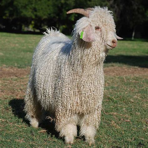 Angora Goat Wool