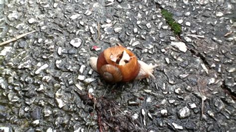 Snail with a broken shell - YouTube