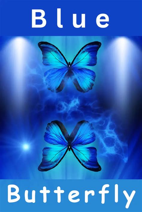 Blue Butterfly [Spiritual Meaning & Symbolism]