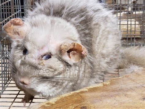 Moulton Chinchilla Ranch Blasted in New Bus Ads | PETA