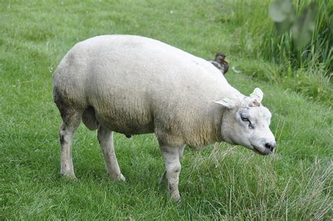 Texel Sheep Photograph by Rich Bodane