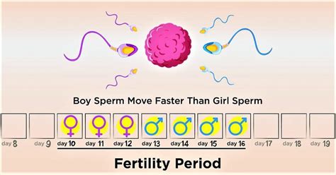 How To Have A Baby Boy Ovulation Calendar - Shel Lilian