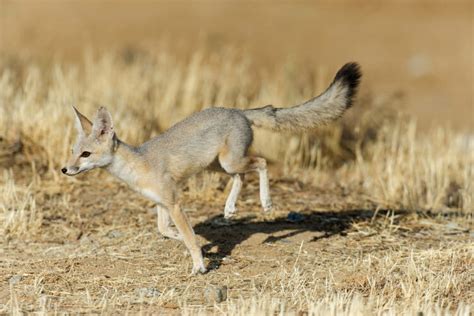 San Joaquin Kit Fox | California Living Museum