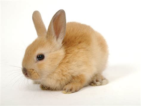 New Baby Bunny Take-Home Checklist - Petland Texas