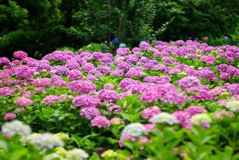 35 Hydrangea Garden Ideas (PICTURES) - Home Stratosphere