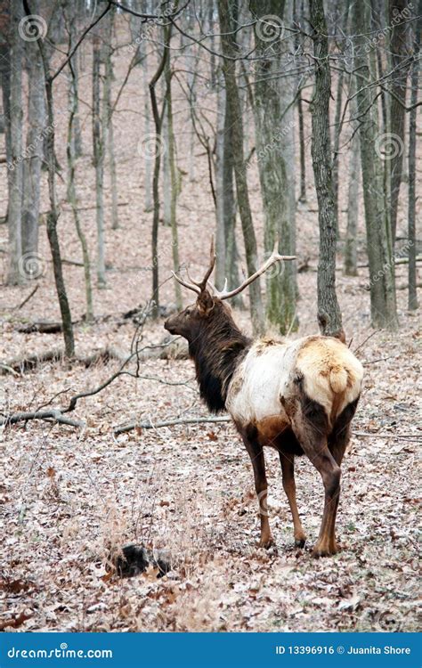 Bull elk stock photo. Image of walking, wapti, nature - 13396916