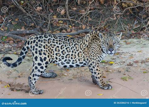 Jaguar Hunting in the Northern Pantanal Stock Photo - Image of panthera ...