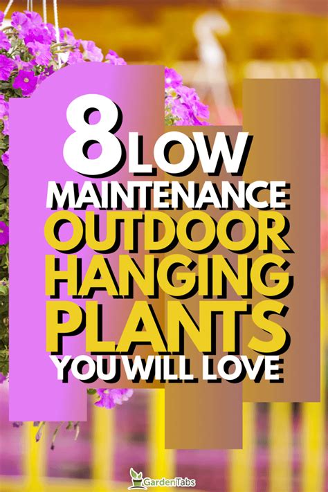 8 Low Maintenance Outdoor Hanging Plants You Will Love