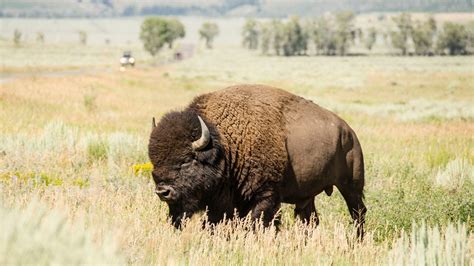 Bison Wallpaper (68+ pictures) - WallpaperSet