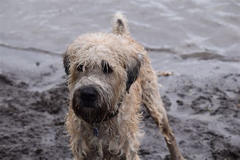 Day trip: Sandy River Delta Park – Big Dog Travel Blog