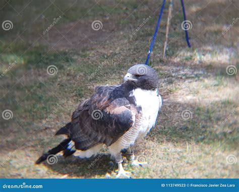 White falcon in a zoo stock image. Image of animal, falcon - 113749523