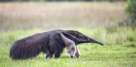 30 Facts About Giant Anteaters That You Didn't Know - The Fact Site