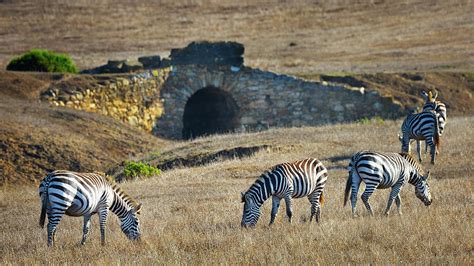 Zebras at Hearst Castle Photograph by Lars Mikkelsen - Fine Art America